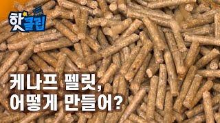 목재 펠릿의 좋은 대안, 케나프 펠릿의 제조 과정 [핫클립] / YTN 사이언스