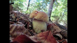 Sommerpilze im Schönbuch - 08. Juli 2022 - Summer mushrooms in the Schönbuch forests