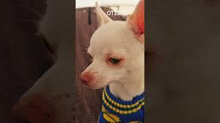 Otis#adorabledog #chihuahua #optimisticdogs #cutetoys #petphotos #stuffedtoys #dogbreeds