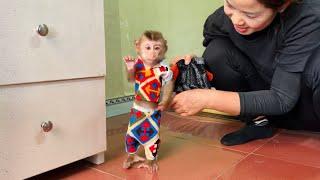 Monkey Tina wants her mom to wear her childhood clothes so funny