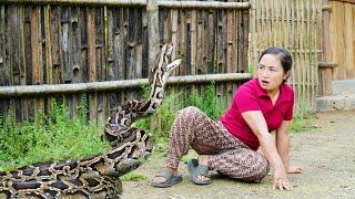 The sound of chickens calling for help. Phan panicked when faced with a giant python