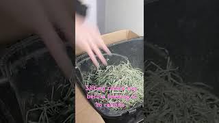 Bunny daily- feeding orchard grass to bunnies #bunny #rabbitpetsupplies #rabbitcare #rabbitcaretips