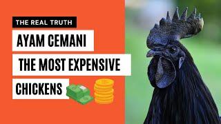 Ayam Cemani The Real Truth about The Most Expensive Chicken