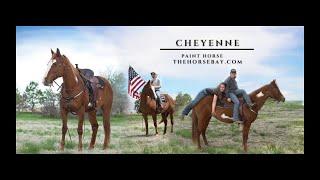 "Meet Cheyenne" Sorrel Paint Mare For Sale (Kid Safe/Ranch/Trail)