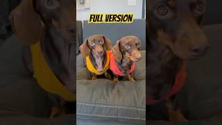 FULL VERSION: Dancing DACHSHUNDS Deadpool Rap #minidachshund #dog #deadpool #funny #dachshund #cute