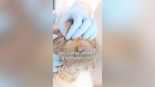  The Astonishing Super Power of Fleas! #shorts