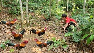 The boy set a trap and unexpectedly caught a flock of wild chickens. | Wandering boy