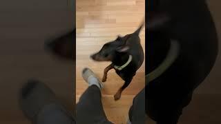 Puppy greets owner at the stairs #puppy #europeandobermann #cuteanimal #germanpinscher