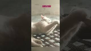 #cat #friday #subscribe #viral #trending