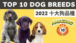 Top 10 DOG Breed in 2022｜十大狗品種 中英字幕 CC