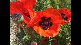 #116 - Where Did The Name Red Poppy Ranch Come From?