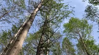 무료영상소스/숲,나무,바람,하늘(Free Video Source/Forest,trees,wind,sky)