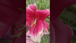 Лилия Джудит Саффинья ОТ гибрид, (Lilium OT-hybrid Judith Saffigna), цветение первогодок