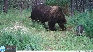 2024 GPS Collared Grizzly