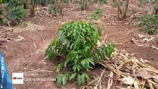 Banana and Coffee mixed farming in Uganda