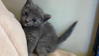 Sweet Kittens Enjoy a Day at the Cat Hotel