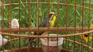 Suara Burung - (Serinus Mozambicus) White-tipped Green Singers Singing