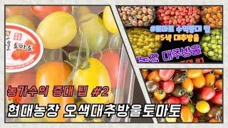 오색 방울토마토의 시세 형성은 어떻게 되나? #농가수익을 올려보자 2편