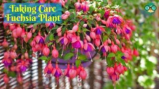 How to Care for Fuchsia Plants? How to Grow Fuchsia Plants? How to Take Care of a Fuchsia Plant?