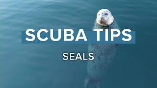 Diving With Seals | Scuba Tips | @simplyscuba