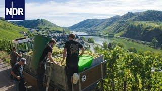 Weinanbau: Alltag einer jungen Winzer-Familie | 7 Tage | NDR Doku