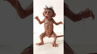 Cute little baby monkey #cute #baby #monkey #viralvideo