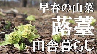 【標高800ｍの田舎暮らし】自給自足に近い山暮らし。自然の恵み蕗の薹(ふきのとう)を天ぷらに｜50代夫婦｜村暮らし