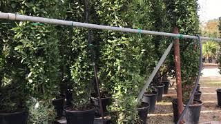 Big Plant Nursery  - Choosing Bay Trees (Laurus nobilis) in Italy 2017