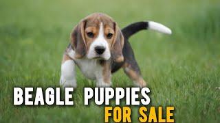 Beagle Puppies For Sale | beagle dogs | More Details On My Description.#beagle#beaglepuppy#dog#viral