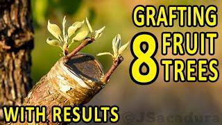 GRAFTING 8 FRUIT TREES – with RESULTS | Plum, Almond, Pear, Apple, Nectarine, Fig, Peach and Olive