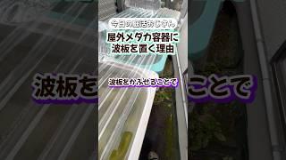 【今日の庭活おじさん】屋外メダカ容器に波板を置く理由#メダカ #めだか #メダカ越冬