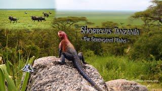 Shortcuts Tanzania - Serengeti Plains