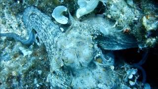 Diving with octopus in Halkidiki, Greece