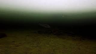 Whitefish teasing me...GoPro underwater video