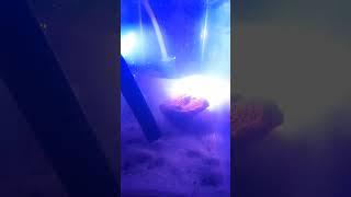 Deep Sea Monkey Thoughts! *Watch til the end!!!* #pets #seamonkey #fish #aquarium  #brineshrimp