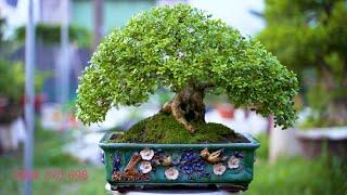 Thọ Bonsai - Số 371 - Nguyệt Quế Lá Nhỏ Mịn Tán Lùn Lực