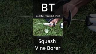 How to kill squash vine borer with BT #shorts #gardening #garden