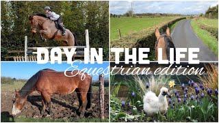 EQUESTRIAN DAY in the LIFE on a HORSE FARM in IRELAND AD