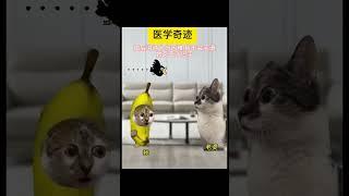 医学奇迹 #喵不可言 #猫meme #真实故事  #喵 #cat #喵星人 #shorts