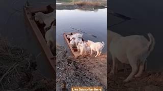 goat on boat