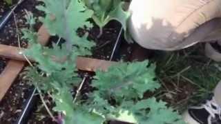 How to harvest kale