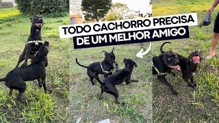 Encontrando minha melhor amiga Maya  cachorros amigos pitbulls | pitbull brincando com outro cão