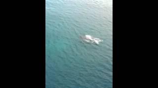 Humpback Whales around Helicopter during SAR Training flight