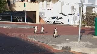 Penguins Stroll in Quiet Street in South Africa