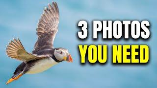 How to Photograph Puffins on Skomer Island