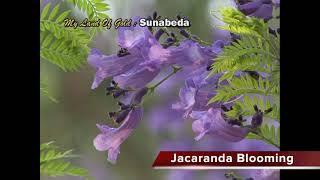 Jacaranda flowers@Sunabeda