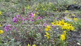 Wrangell-St. Elias Backpacking via Nabesna Road