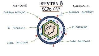 Understanding Hepatitis B Serology Results