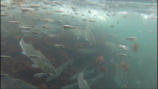 Incredible Underwater Fishing Footage - Striped Bass Feeding Frenzy