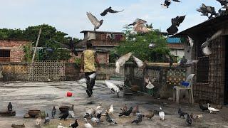 Cloudy weather with Rainbow and my loving Pigeons..